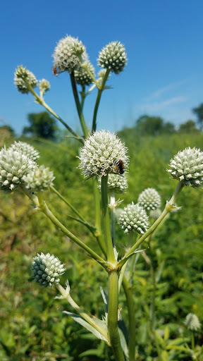 Nature Preserve «John M Olin Nature Preserve», reviews and photos, 2213 South Levis Lane, Godfrey, IL 62035, USA