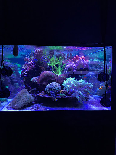 Aquarium «Reef Systems Coral Farm Inc», reviews and photos, 8459 Peter Hoover Rd, New Albany, OH 43054, USA