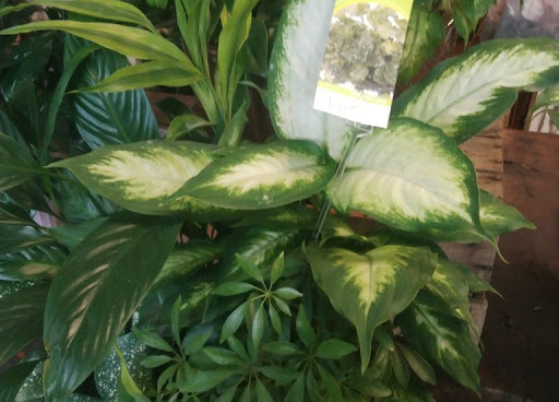 Florist «Belak Flowers», reviews and photos, 832 Philadelphia Pike, Wilmington, DE 19809, USA