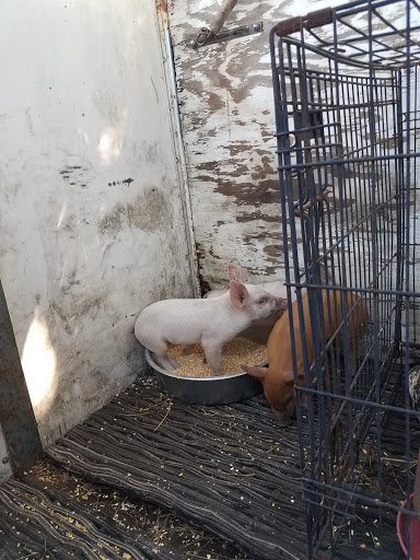 Home Improvement Store «Tractor Supply Co.», reviews and photos, 4888 Okeechobee Rd, Fort Pierce, FL 34947, USA