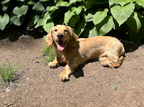 Kat Walks Dog - Photo 1 - Car repair in New Haven, CT, New Haven