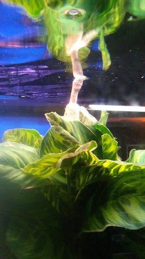 Aquarium «Crystal Reef Aquariums», reviews and photos, 311 Pass Rd, Gulfport, MS 39507, USA