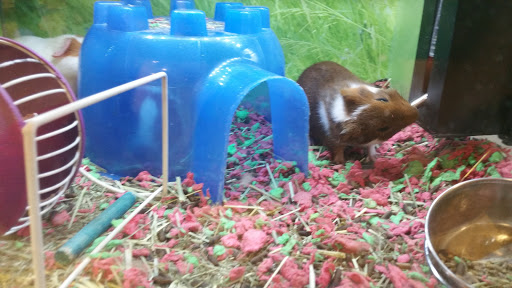 Pet Supply Store «PetSmart», reviews and photos, 215 Needham St, Newton, MA 02464, USA