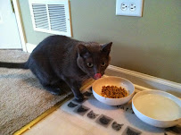 Snaggle Foot Dog Walks and Pet Care - Photo 6 - Car repair in , Round Lake Beach