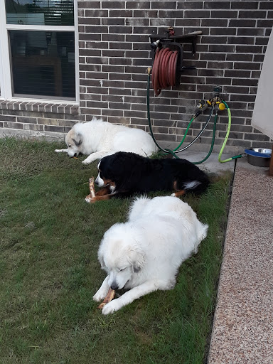 Supyrior Great Pyrenees