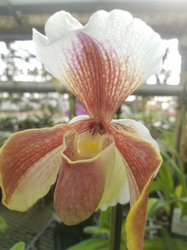 Florist «Little Brook Orchids», reviews and photos, 25 Rider Ave, Lancaster, PA 17603, USA