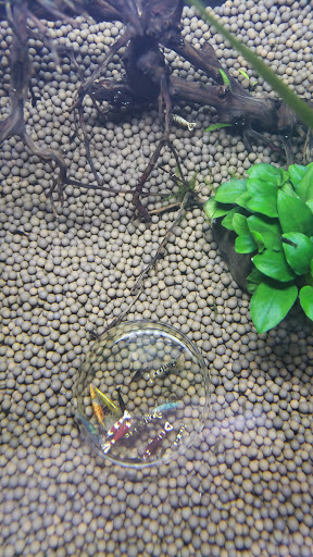 Pet Store «Pet Town», reviews and photos, 7804 Florence Ave, Downey, CA 90240, USA