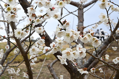 吉野梅郷 梅の公園