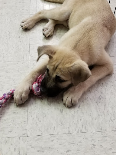 Pet Store «Petland Plano», reviews and photos, 1301 Custer Rd #405, Plano, TX 75075, USA