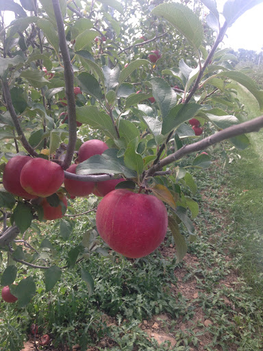 Farm «Alstede Farms», reviews and photos, 1 Alstede Farms Ln, Chester, NJ 07930, USA