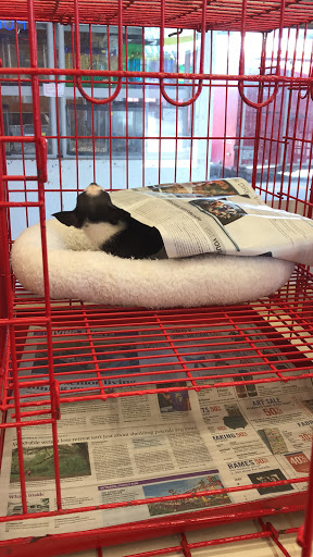 Pet Store «Tri-Creek Kennels», reviews and photos, 5641 US-129, Pendergrass, GA 30567, USA