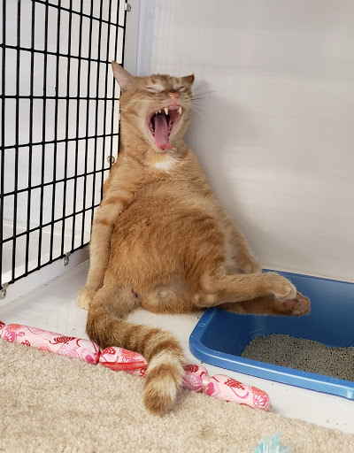 Pet Supply Store «Pet Supplies Plus», reviews and photos, 1258 Northlake Blvd, Lake Park, FL 33403, USA