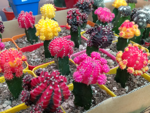 Yucactus Rosario