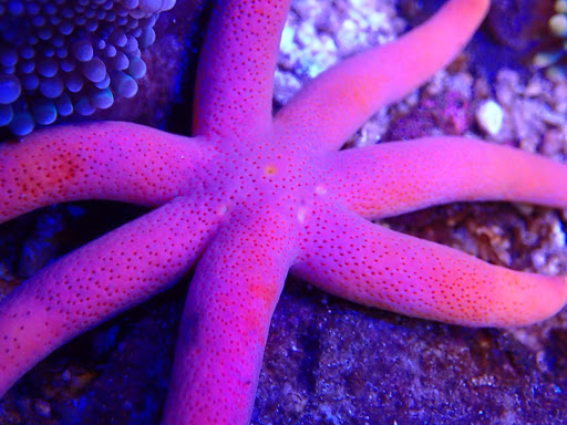 Tropical Fish Store «Reef Life Aquariums», reviews and photos, 5511 US-280 #310, Birmingham, AL 35242, USA