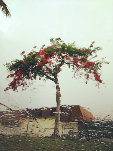 Country Club «Miccosukee Golf & Country Club», reviews and photos, 6401 Kendale Lakes Dr, Miami, FL 33183, USA