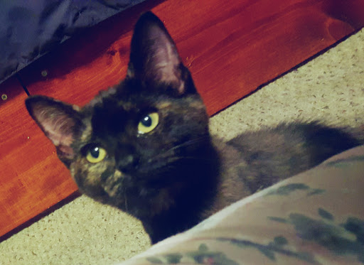 Pet Supply Store «Petco Animal Supplies», reviews and photos, 17930 Halsted St, Homewood, IL 60430, USA