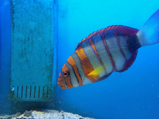 Tropical Fish Store «Something Fishy», reviews and photos, 954 S Wayne Rd, Westland, MI 48186, USA