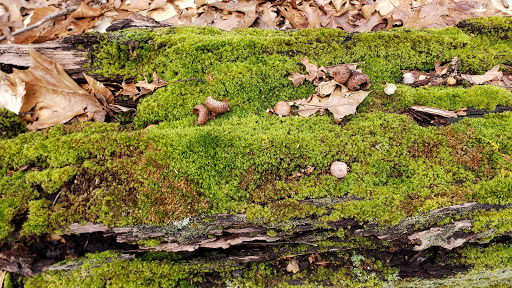 Park «West Hills County Park», reviews and photos, Sweet Hollow Rd, Melville, NY 11747, USA