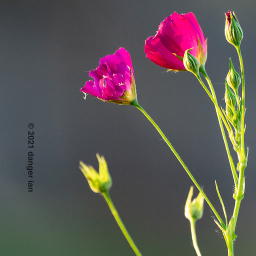 Park «Bob Eden Park», reviews and photos, 901 W Mid Cities Blvd, Euless, TX 76039, USA