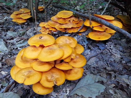 Park «Bringhurst Woods Park», reviews and photos, 5001 Washington Street Extension, Wilmington, DE 19809, USA