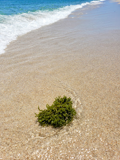 State Park «Hugh Taylor Birch State Park», reviews and photos, 3109 E Sunrise Blvd, Fort Lauderdale, FL 33304, USA