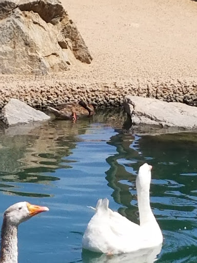 Park «Encanto Park», reviews and photos, 2605 N 15th Ave, Phoenix, AZ 85007, USA