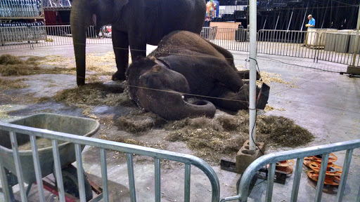 Convention Center «Ocean Center», reviews and photos, 101 N Atlantic Ave, Daytona Beach, FL 32118, USA