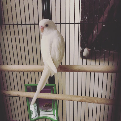 Pet Store «PetSmart», reviews and photos, 123 Grey St, East Aurora, NY 14052, USA