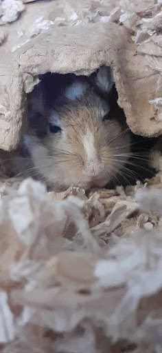 Pet Supply Store «Petco Animal Supplies», reviews and photos, 4950 S 76th St, Greenfield, WI 53220, USA