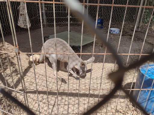 Zoo «Chestatee Wildlife Preserve & Zoo», reviews and photos, 469 Old Dahlonega Hwy, Dahlonega, GA 30533, USA