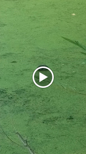 Nature Preserve «Tifft Nature Preserve», reviews and photos, 1200 Fuhrmann Boulevard, Buffalo, NY 14203, USA