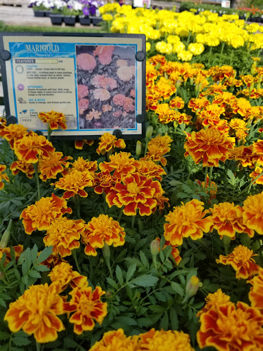 Florist «Lyndhurst Florist», reviews and photos, 5268 Mayfield Rd, Lyndhurst, OH 44124, USA