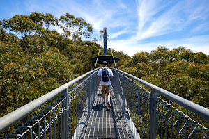 Illawarra Fly Treetop Adventures image