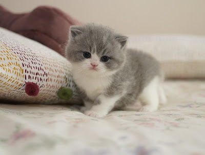 Chatterie du Panier Douillet : Élevage de chatons British Shorthair & Longhair à Jaulnay