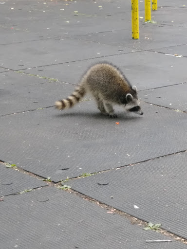 Park «Park Of The Americas», reviews and photos, 42nd Ave & 104th Street, Corona, NY 11368, USA