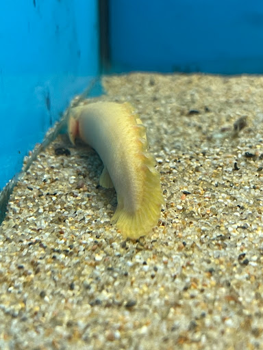 Pet Store «Super Pets», reviews and photos, 9403 E Las Tunas Dr, Temple City, CA 91780, USA