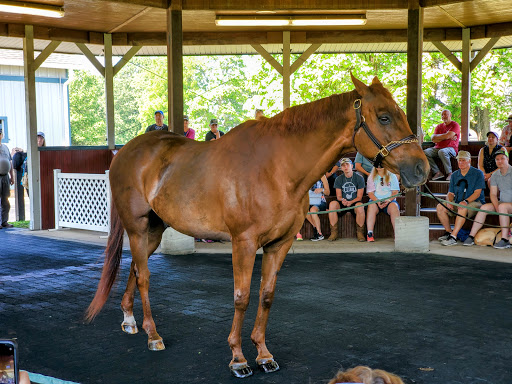 Tourist Attraction «Kentucky Horse Park», reviews and photos, 4089 Iron Works Pkwy, Lexington, KY 40511, USA