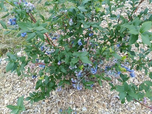 Orchard «Autumn Hills Orchard», reviews and photos, 495 Chicopee Row, Groton, MA 01450, USA