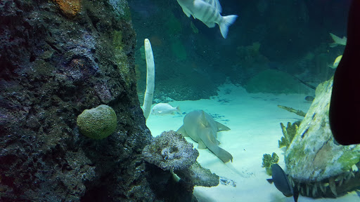 Amusement Center «LEGOLAND at Discovery Center Kansas City», reviews and photos, 2475 Grand Blvd, Kansas City, MO 64108, USA