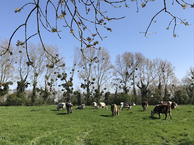 Ferme des P’TITES NORMANDES à La Cambe