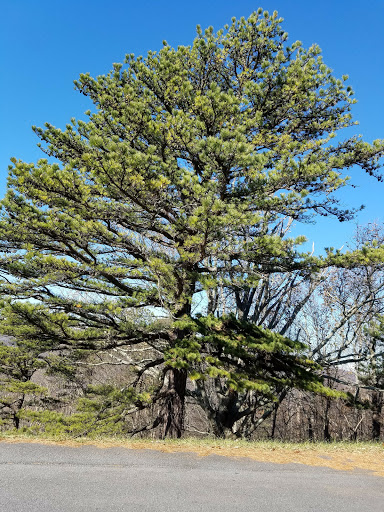 National Park «Shenandoah National Park», reviews and photos