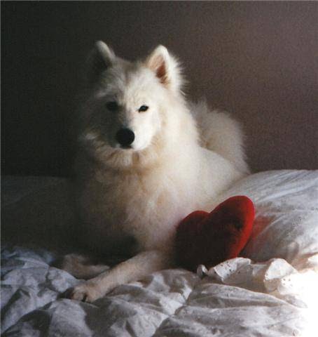 Pet Store «Naturally Healthy Pet», reviews and photos, 335 NE 5th Ave, Camas, WA 98607, USA