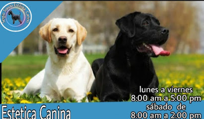 estetica canina