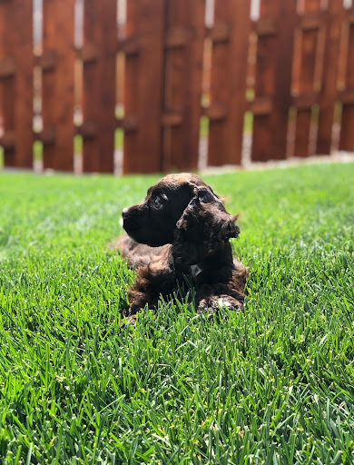 Moving and Storage Service «Mesa Moving and Storage», reviews and photos, 403 S Airport Blvd, Aurora, CO 80017, USA