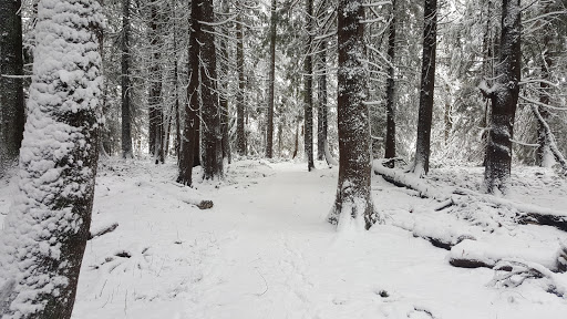 Park «Tualatin Hills Nature Park», reviews and photos, 15655 SW Millikan Way, Beaverton, OR 97006, USA