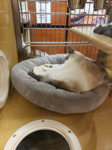 Pet Supply Store «PetSmart», reviews and photos, 139 Rolling Hills Cir, Easley, SC 29640, USA