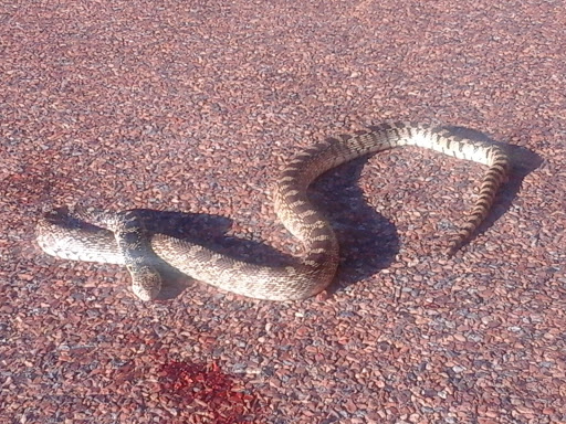 National Forest «Bighorn National Forest», reviews and photos