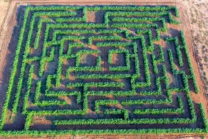 Cobs and Mazes image