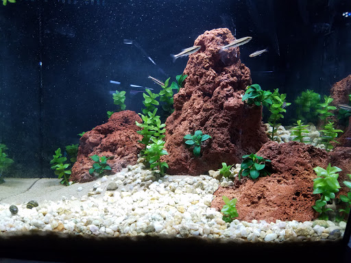 Aquarium «Pacific Aquarium & Plant Inc», reviews and photos, 46 Delancey St #1, New York, NY 10002, USA