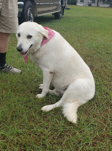 Kasha's Kuts Grooming